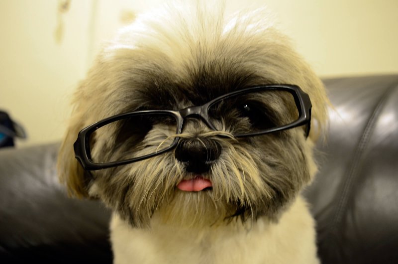 你知道嗎？幼犬其實不會搖尾巴，狗兒看到的世界也不是黑白的