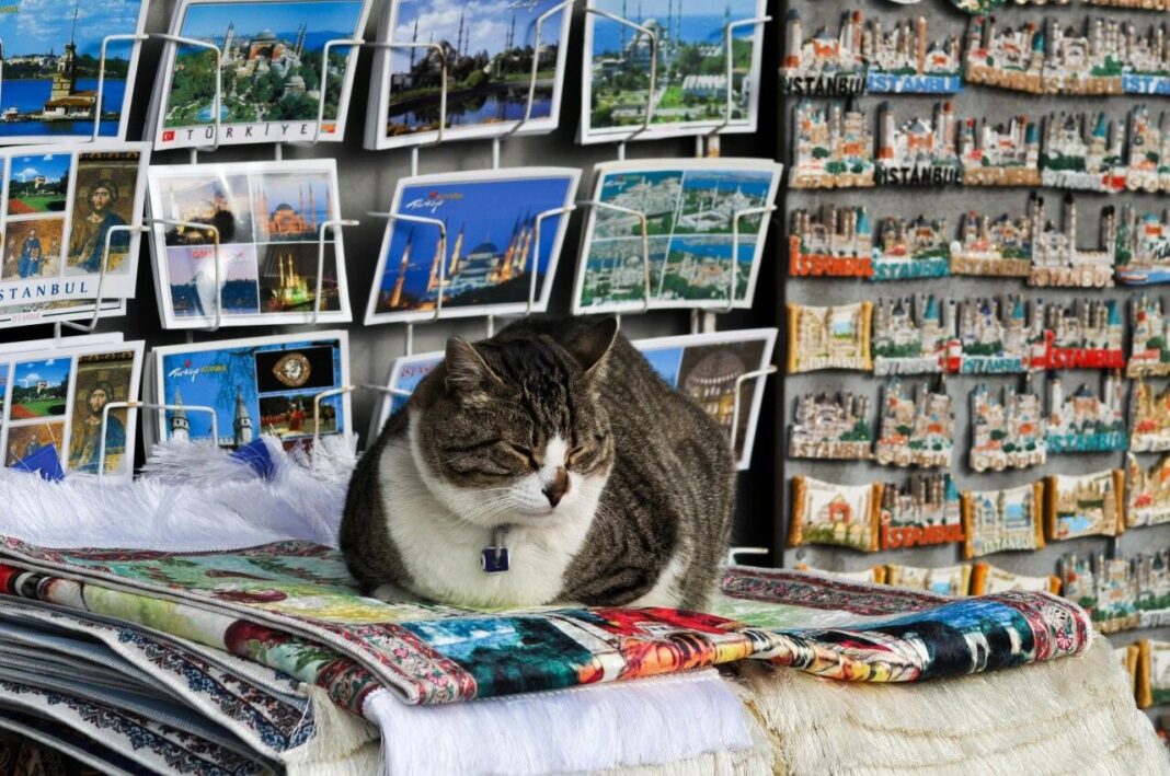 隨著即時零售快速發展，寵物用品與寵物藥品門店的營運模式也正在改變。圖/取自微信