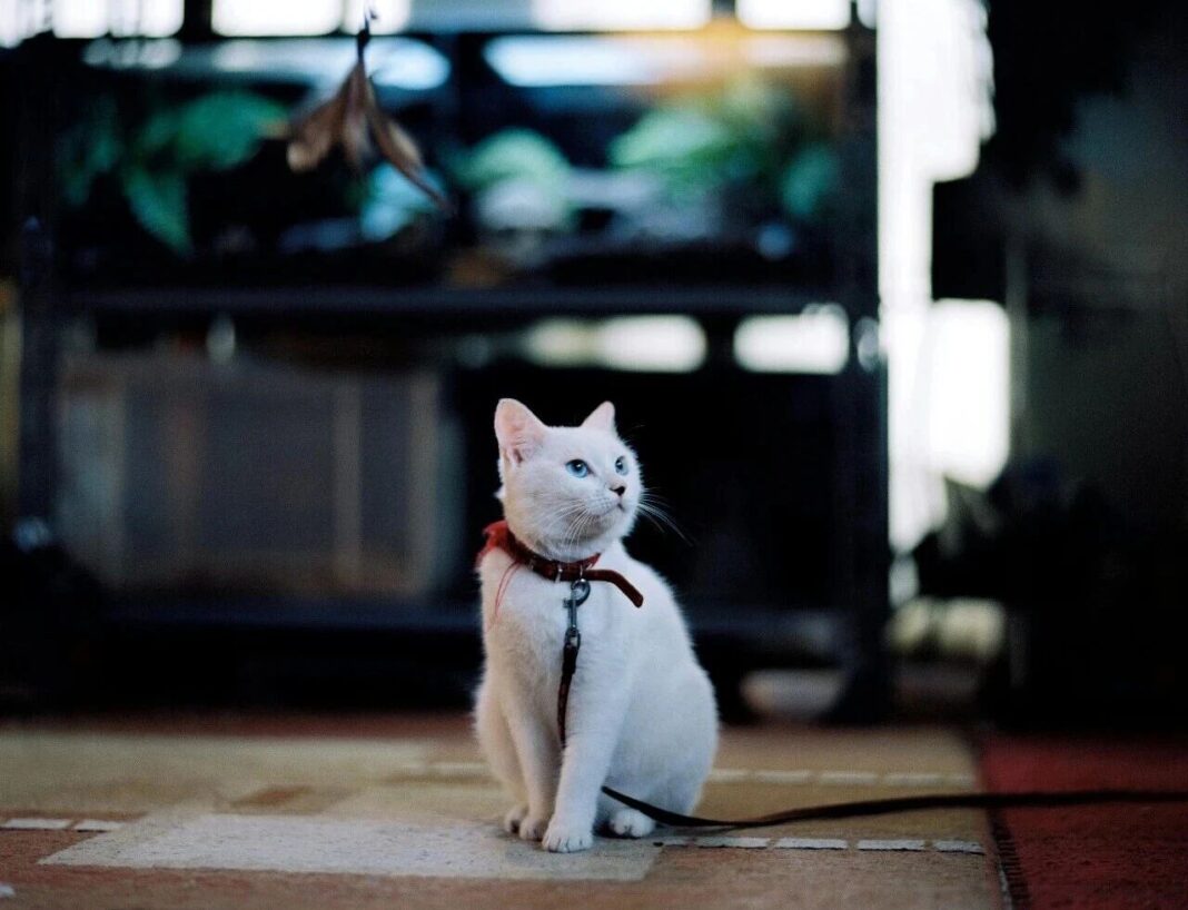 中國家電大廠美的集團近期在寵物相關市場再度引發關注。圖/取自微信