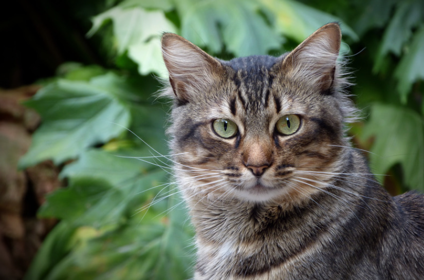 隨著養寵家庭對毛孩健康需求提升，寵物藥品與保健品市場快速成長。圖/取自微信